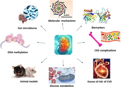 Editorial: Molecular Mechanisms in Chronic Kidney Disease